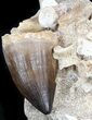 Mosasaur Tooth With Shark Teeth & Vertebra #35089-2
